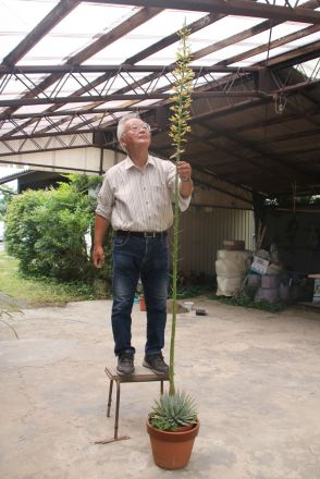 アガベ咲いた　栽培28年で初　茎ぐんぐん伸び2・6メートルに／兵庫・丹波市