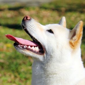 ワンちゃんやネコちゃんの歯石除去、歯周ポケット治療は麻酔ナシでできる可能性が【ワンニャンのSOS】