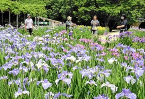 【花紀行】伊佐須美神社あやめ苑のアヤメ（福島県会津美里町）