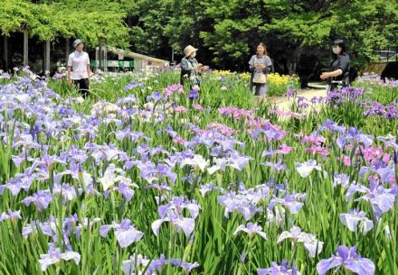 【花紀行】伊佐須美神社あやめ苑のアヤメ（福島県会津美里町）