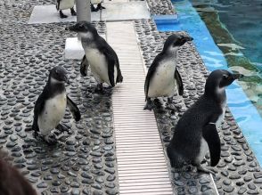 ケープペンギンの赤ちゃん　４羽の愛称決まる　香川・四国水族館