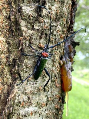 特定外来のカミキリムシの脅威　食い荒らされた樹木、驚きの姿とは　奨励金やグッズを配布する自治体も