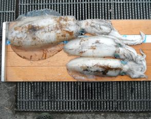 釣り情報【宮津湾】アオリイカ胴長30センチ超　6月いっぱいが狙い