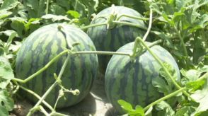 「今年は例年以上に甘い」減農薬で栽培した“エコラブスイカ”収穫がピーク　愛媛・大洲市