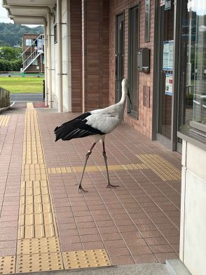 「駐車場にコウノトリがいる」街灯に止まったりウロウロしたり…千葉県野田市の個体か=静岡・磐田市