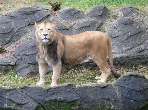 必死すぎるライオン、サル舎で振り回される新参者…飼育員が“展示の裏側”をブログ発信