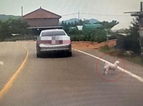 後部ドアが閉まり、すぐ走り去った車…韓国・道路に残されたのは「こぎれいな」犬