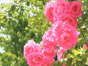 バラ園で色鮮やかなのバラが咲き始める　岐阜県飛騨市
