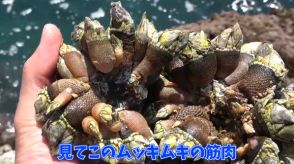 爆弾岩のようなイカつい見た目の生き物を茹でてみたら……　ありえない変化に反響「何回見てもおもろい」「ダンジョン飯っぽさがw」