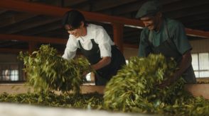 目黒蓮さんがスリランカで茶摘み体験　新CMで“紅茶の国からの、おくりもの。”「午後の紅茶」を訴求