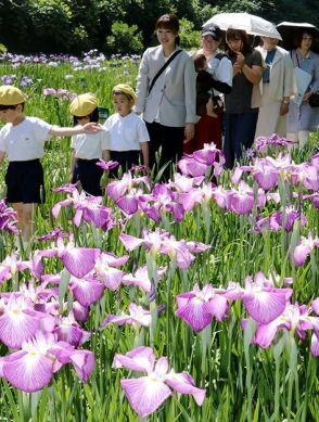 日差し浴び優美に　富山県砺波市の頼成の森ハナショウブ