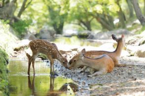 奈良で34.4度、猛暑日に迫る　奈良公園の子鹿たち水辺でヒンヤリ涼