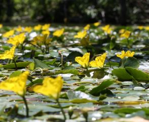黄色いアサザ、日差しと仲良し　太陽に向き咲き、風に揺れ　長野市の池を彩る