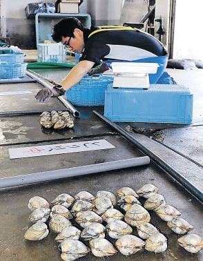 トリガイ３０２キロ　七尾湾、今季の漁終了