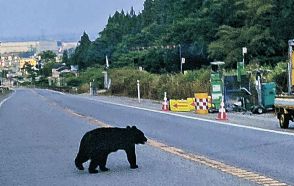 国道８号にクマ　小矢部・三井アウトレット、道の駅近く