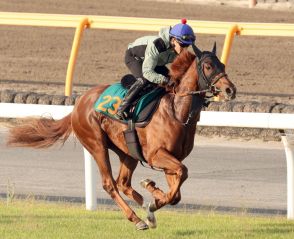 【今日の注目新馬】ドゥカート態勢整う　宮田師「稽古で弾むような動き」／東京５Ｒ