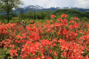 初夏の高原は一面朱色「すがすがしい」　残雪に映えるレンゲツツジ