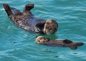 野生のラッコ、北海道で子育て中　海面にプカプカ、愛らしい姿