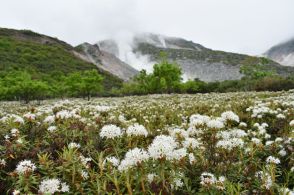 エゾイソツツジが見頃　硫黄山の麓で大群落