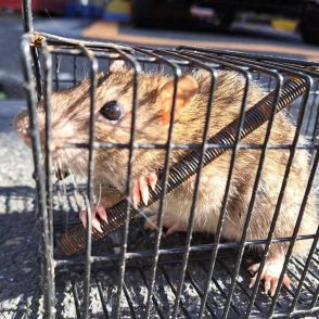記者は見た！ネズミ対策先進都市の東京千代田区で体長20cmの巨大ドブネズミを捕獲
