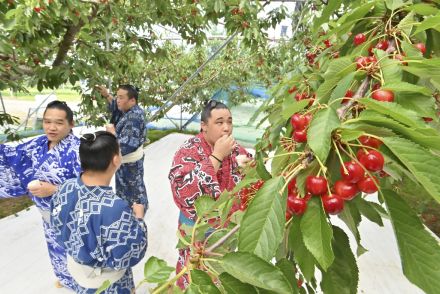 荒汐部屋の力士、サクランボ狩り満喫　おもてなしに感謝、残り2日の「福島合宿」へ英気養う