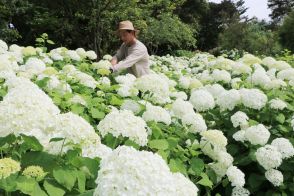 色とりどり30種3千株…日出町「おおがファーム」でアジサイ見頃