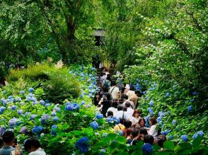 一面ブルーの絶景！ 鎌倉のあじさい寺「明月院」と、昭和レトロな『喫茶吉野』で古都を楽しむ【鎌倉日帰り旅】