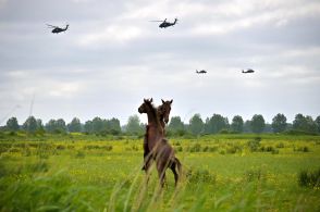 【今日の1枚】戦闘ヘリコプターに牛馬驚く？ フランス