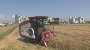 純国産のパスタに使用　加古川で「デュラム小麦」の収穫最盛期／兵庫県