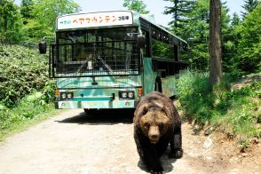 安全に野生のヒグマに出会える、北海道十勝ならではのサファリパークでしかありえない体験を！