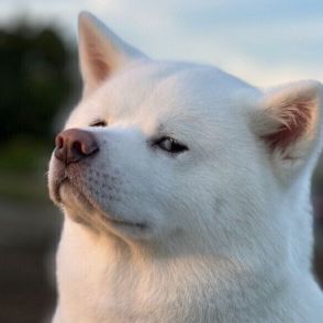 偶然撮れた秋田犬の貴重な「流し目」ショットに胸キュン！　「めっちゃイケワン」「カッコよすぎる」