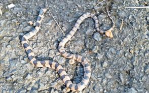 準絶滅危惧種のヘビ・シロマダラ　徳島県阿波市と美馬市で発見