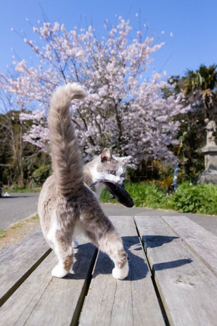 お魚くわえた灰白猫、魅惑のおしりをぷりっ「見返り美人って呼ぶがいいニャ」【沖昌之】