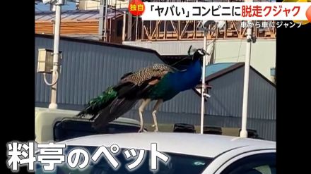 【独自】「ヤバい!こんなことある?」コンビニの車の上に“クジャク”　近くの料亭のペット脱走…20分後に捕獲　群馬・高崎市