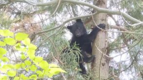 五泉市の住宅地でクマが出没　警察が注意を呼びかける【新潟・五泉市】