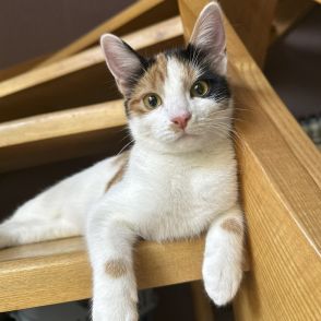 超絶美人三毛猫さま！ 飼い主をメロメロにする甘えん坊っぷり【仏】