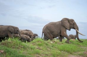 ゾウの「パオーン」じゃない鳴き声が衝撃的。群れ飼育されたゾウ達は迫力満点だった