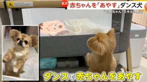 赤ちゃんを「あやす犬」　体を左右に振り‟ダンス”で泣きやませ成功　“お姉ちゃん”スキルに磨き　横浜市