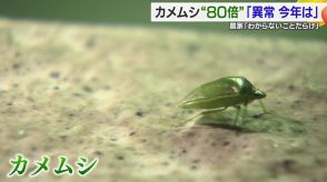 “約80倍”に急増「カメムシ」大量発生で対策呼びかけ　市街地にも飛来で殺虫剤や虫よけの売り上げ3倍に【愛媛発】