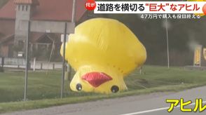 【衝撃】強風で道路横断…7m超の巨大アヒルがシュール　約47万円「店のマスコット」空気抜けて役目終了　アメリカ