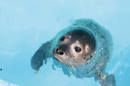 東武動物公園のゴマフアザラシ“はなまる”君が人気　周囲に慣れるためオットセイプールで公開　飲み込みやすいイワシ大好物　お姉ちゃん“もちもち”とじゃれあう　体調によって公開中止も