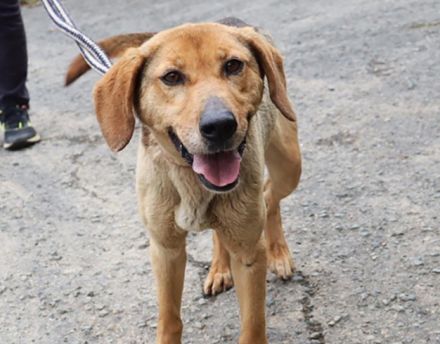 体を伸ばせない狭いケージ　保護された元猟犬は痩せこけ褥瘡があった　体力取り戻して元気にラン　「幸せがあなたに訪れますように」