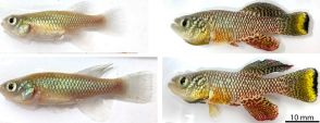 生殖細胞が寿命に影響　短命小魚で遺伝子操作実験　大阪大