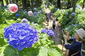 栃木・磯山神社でアジサイ見頃　境内で咲き競う2500株　今月いっぱいあじさい祭り開催も