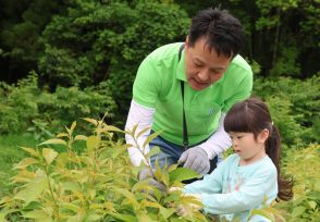 食べられるサクラに興味津々　親子らが葉の収穫を体験、香りかぎ丁寧に摘む　京都府与謝野町