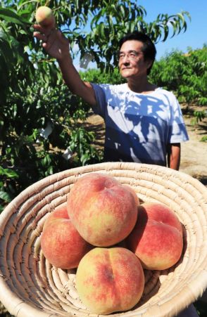 ピンクに染まる夏の味覚、早生桃が収穫期　兵庫県川西市 加茂地区などの特産