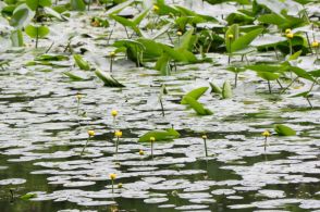 七飯町大沼で初夏の彩　コウホネ見ごろ