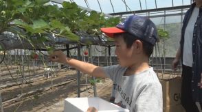 小豆島でイチゴ取り放題　地元の小学生が今シーズン最後の収穫を楽しむ　香川・土庄町