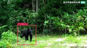 「AIカメラ」がクマ探知 形や動きから識別 金沢市