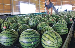 大崎すいか　今年も甘～い！　かほくで出荷始まる